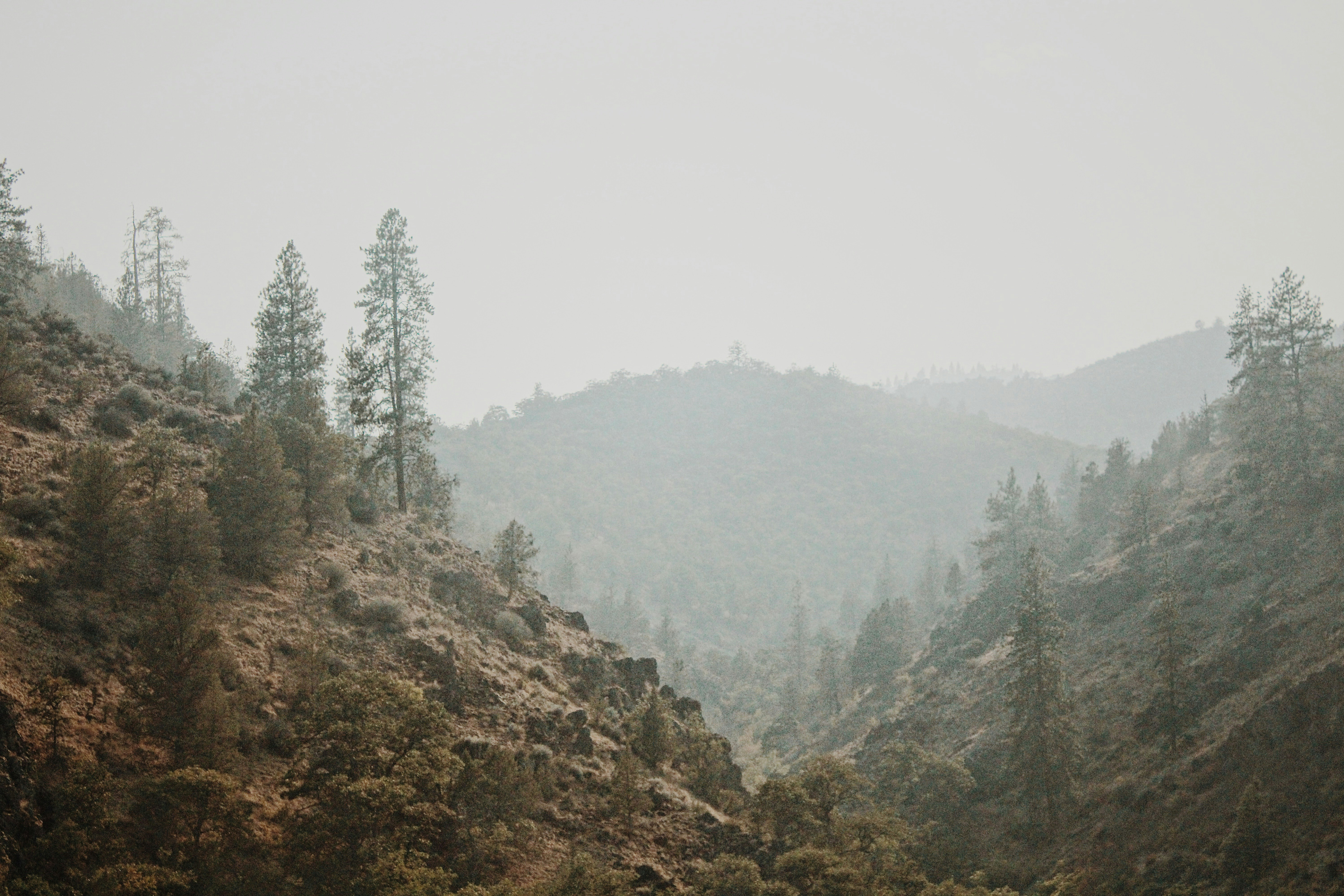 green trees on mountain during daytime